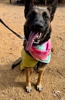GINNY- LOCATED IN COLORADO - Belgian Shepherd Malinois available for adoption