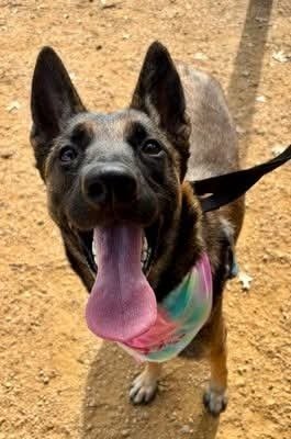 Ginny- Located in Colorado - Photo 3