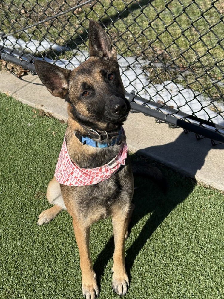 Ginny- Located in Colorado - Photo 4