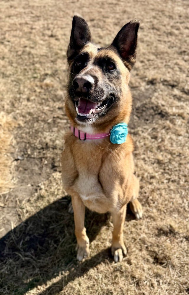 BUNGEE - LOCATED IN COLORADO - Belgian Shepherd Malinois available for adoption