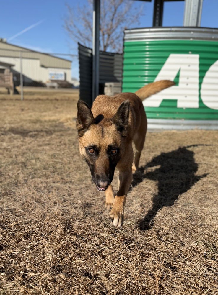 BUNGEE - LOCATED IN COLORADO - Belgian Shepherd Malinois available for adoption