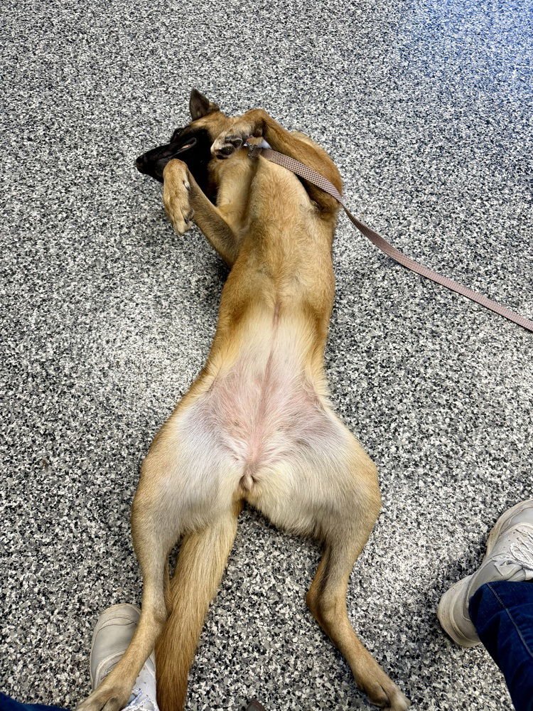 Bungee - Located in Colorado - Photo 3