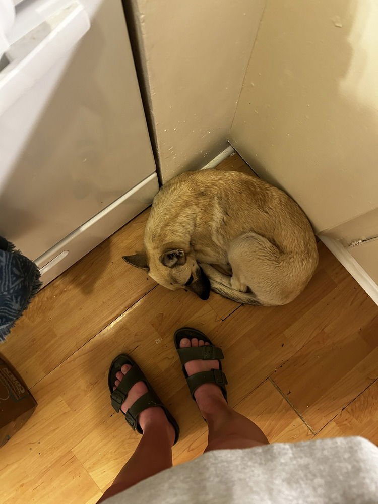 ELLA - LOCATED IN CA - Belgian Shepherd Malinois available for adoption