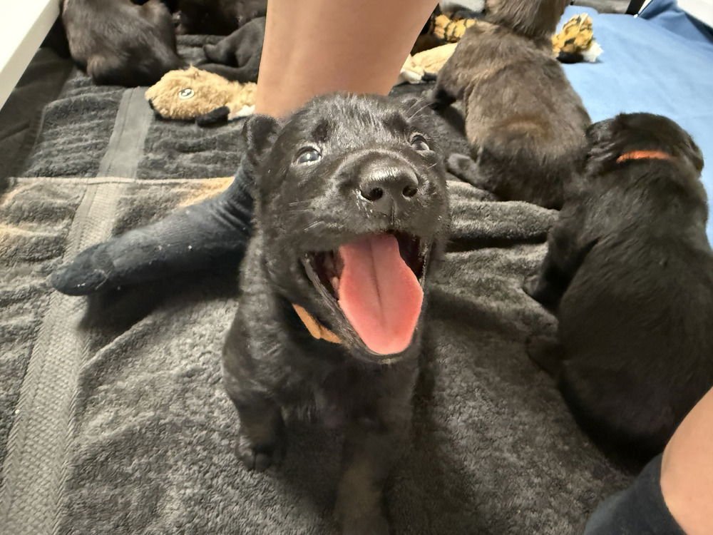 LAKELAND LOOKERS - VEX - LOCATED IN FL - Belgian Shepherd Malinois available for adoption