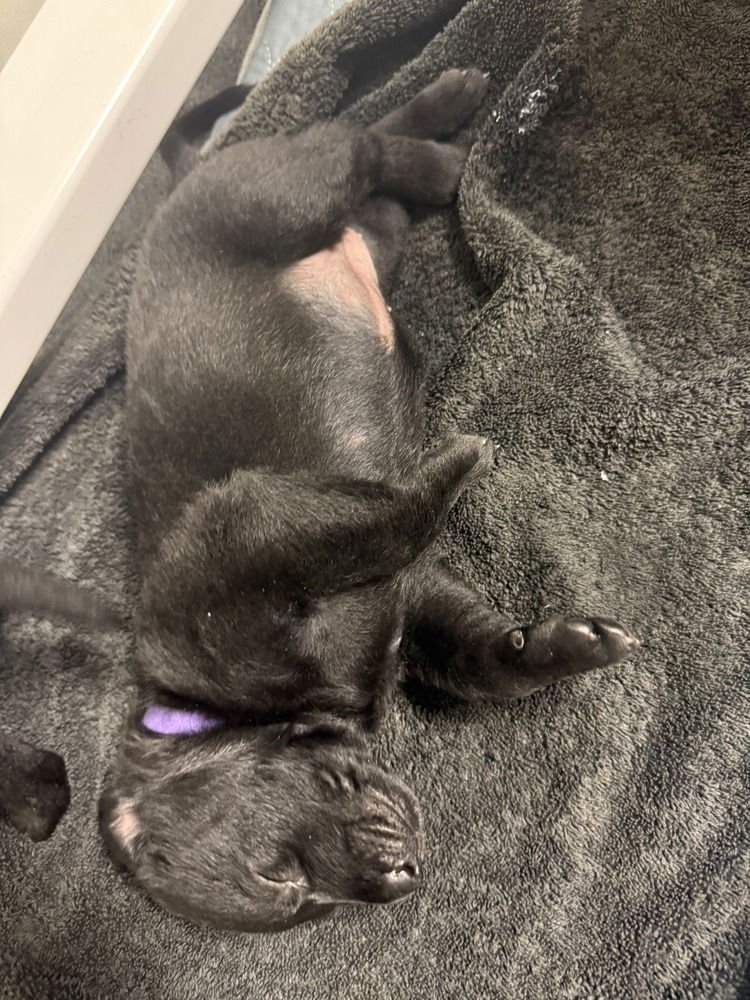 LAKELAND LOOKERS - NYRA - LOCATED IN FL - Belgian Shepherd Malinois available for adoption