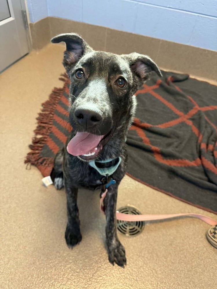 GISELLE - LOCATED IN GEORGIA - Dutch Shepherd available for adoption