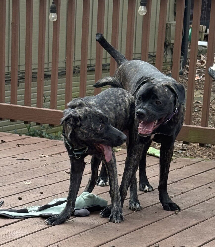 GISELLE - LOCATED IN GEORGIA - Dutch Shepherd available for adoption