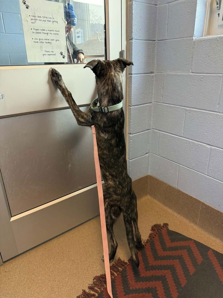 Giselle - Located in Georgia - Photo 3