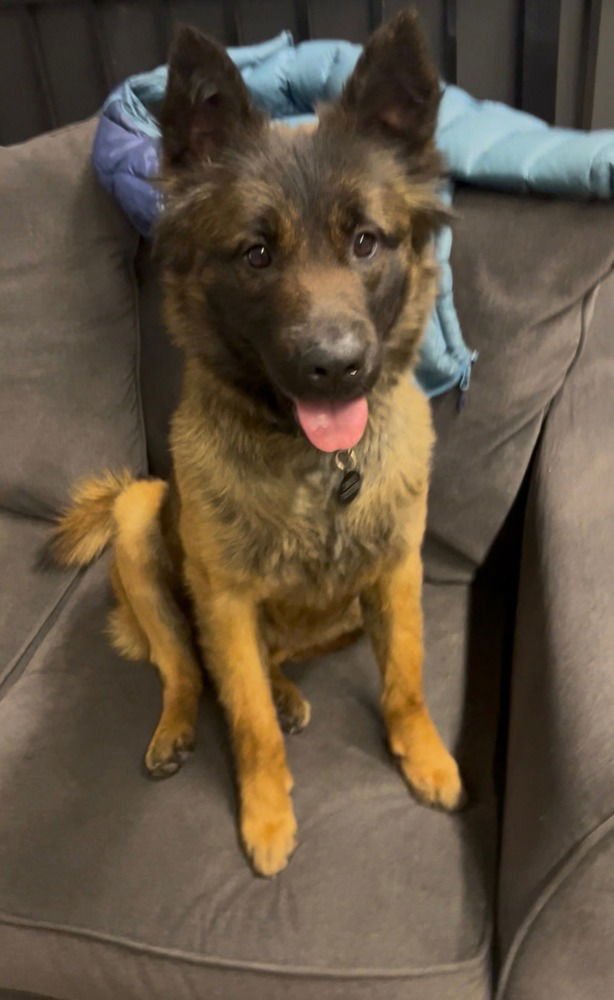 AZLY - LOCATED IN KY - Belgian Shepherd Malinois available for adoption