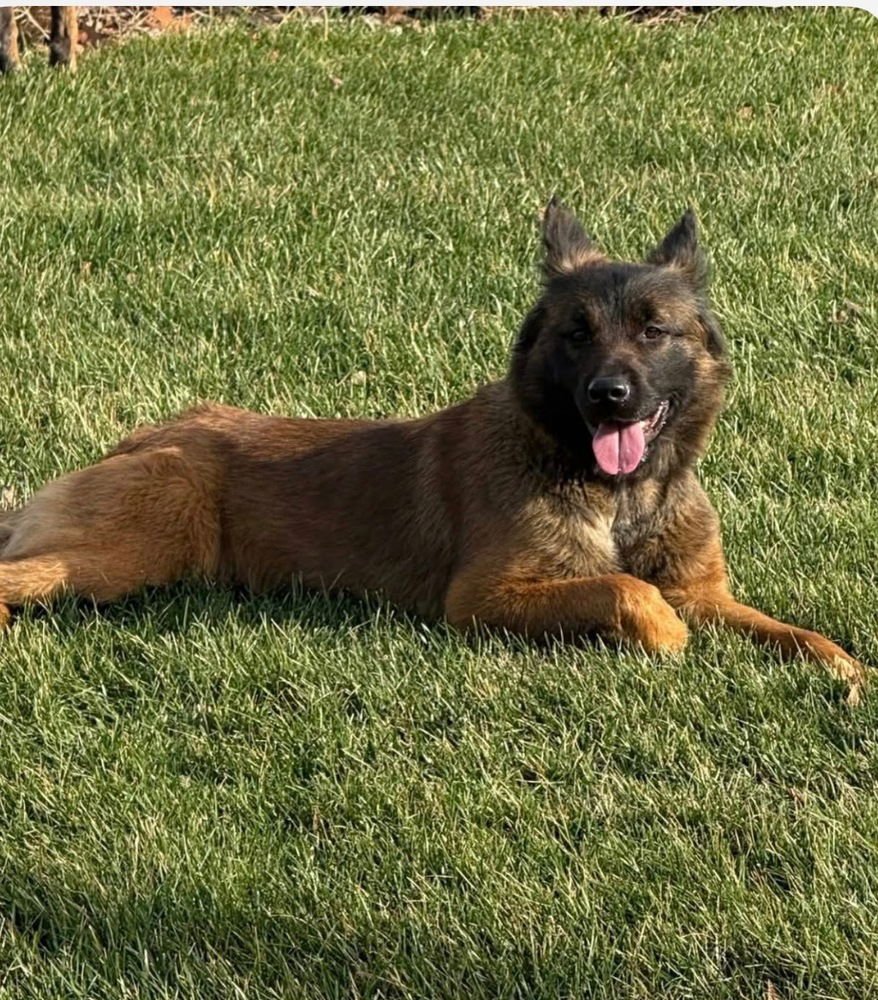 AZLY - LOCATED IN KY - Belgian Shepherd Malinois available for adoption