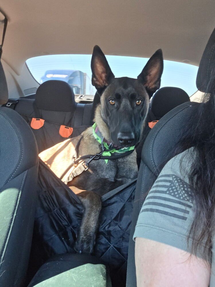 ROCCO (QUITO) - LOCATED IN UT - Belgian Shepherd Malinois available for adoption