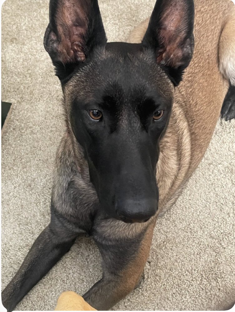 ROCCO (QUITO) - LOCATED IN UT - Belgian Shepherd Malinois available for adoption