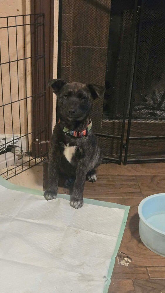 THE SNOW LITTER - FROZEN - Belgian Shepherd Malinois available for adoption