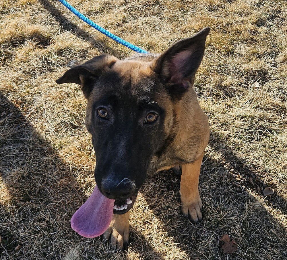 WESLEY - LOCATED IN CO - Belgian Shepherd Malinois / German Shepherd Dog available for adoption