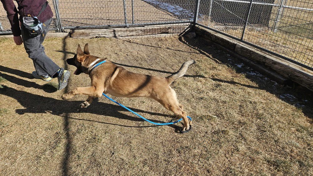 WESLEY - LOCATED IN CO - Belgian Shepherd Malinois / German Shepherd Dog available for adoption