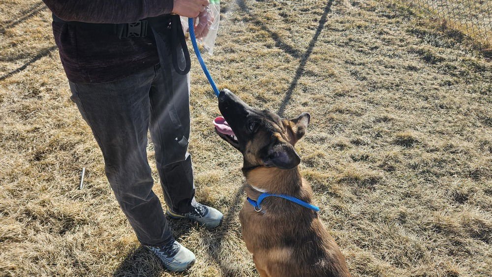 Wesley - Located in CO - Photo 3