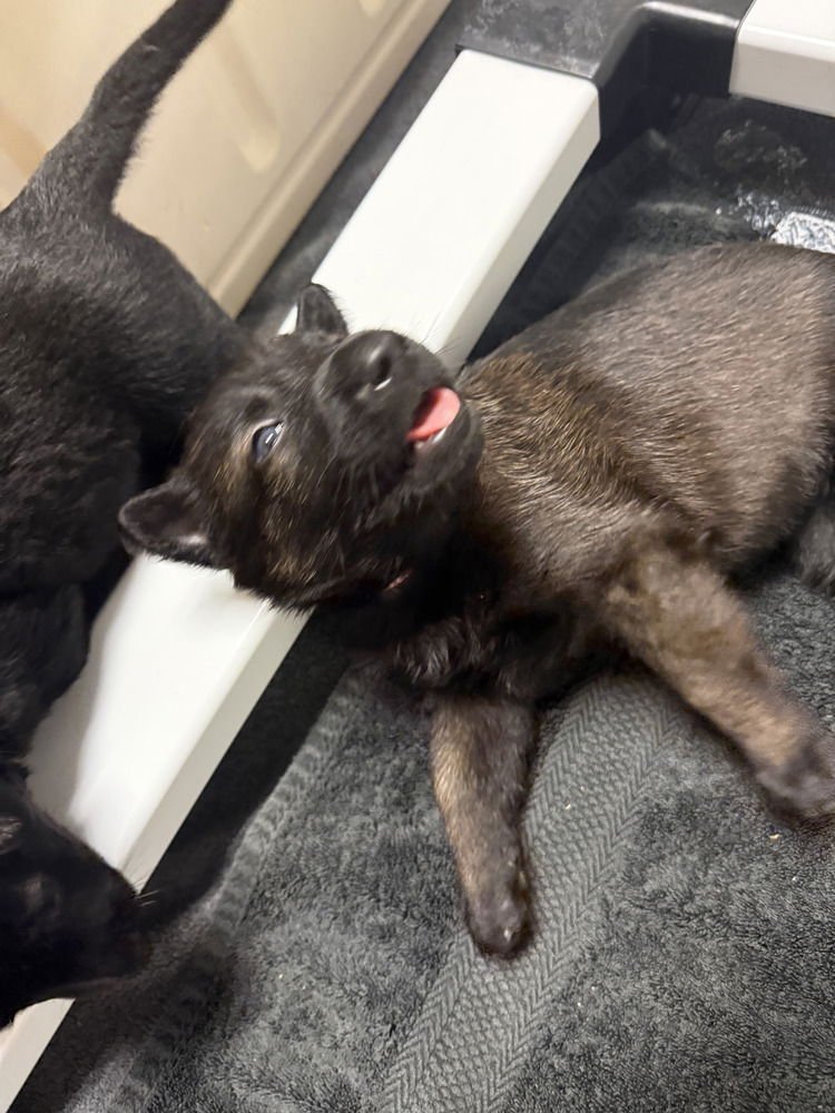 LAKELAND LOOKERS - TALA - LOCATED IN FL - Belgian Shepherd Malinois available for adoption