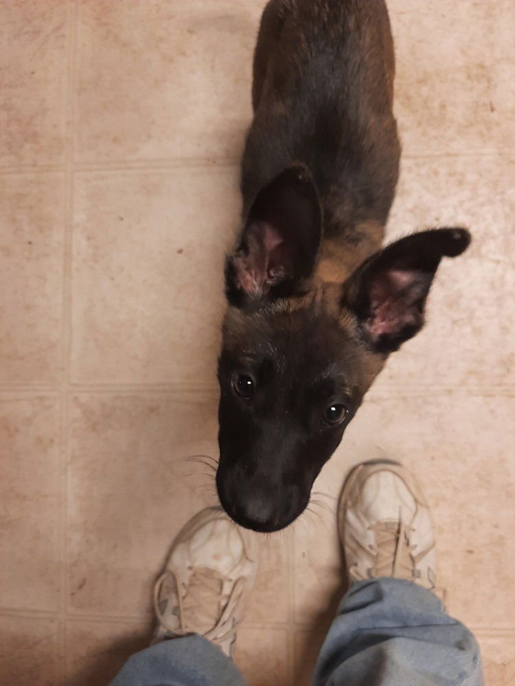 ANIMANIACS LITTER MINDI LOCATED IN EL PASO, TX - Belgian Shepherd Malinois available for adoption