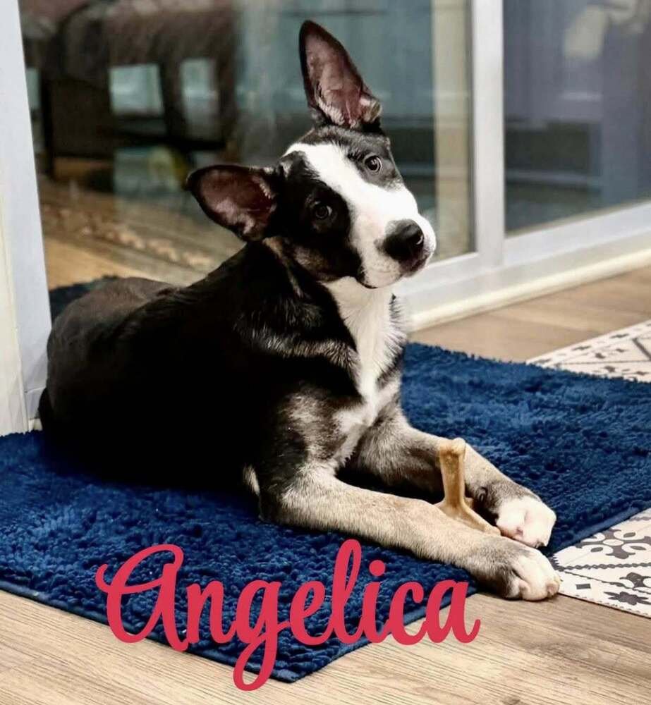 ANGELICA LOCATED IN NC - Dutch Shepherd available for adoption