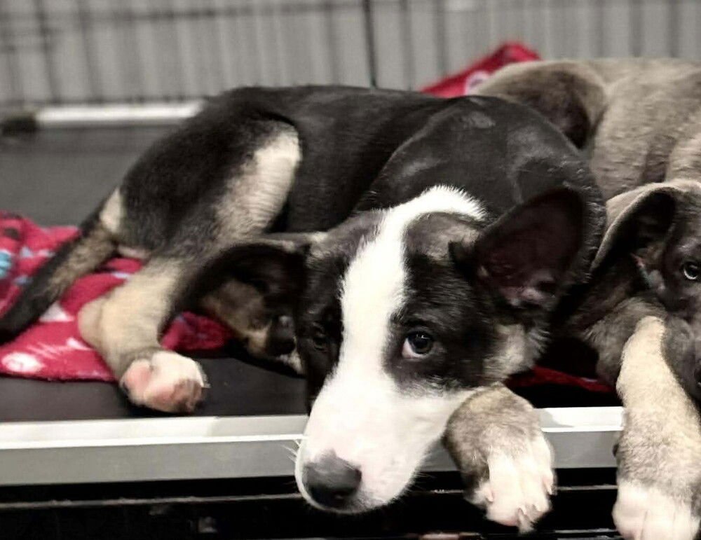 ANGELICA LOCATED IN NC - Dutch Shepherd available for adoption