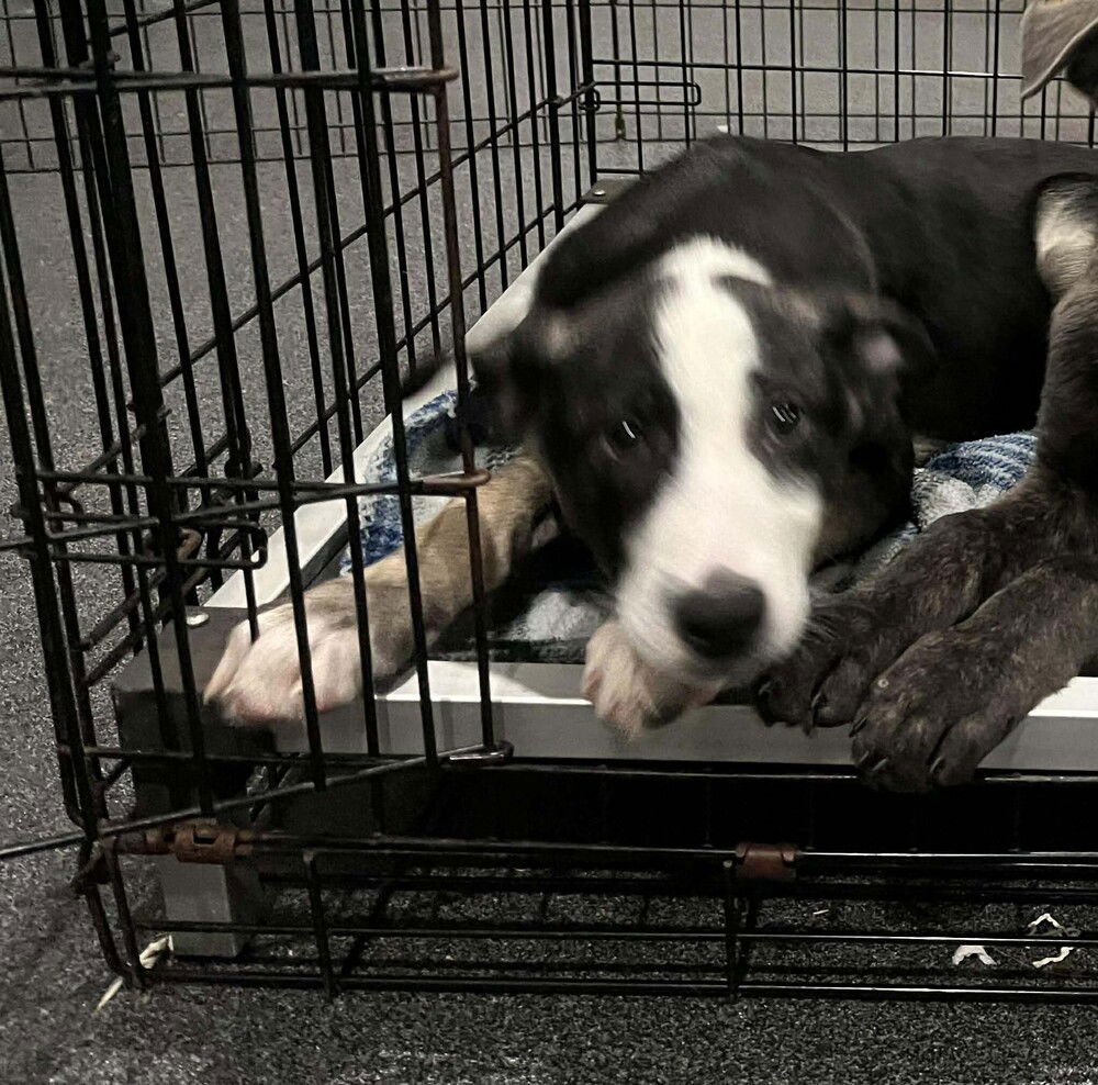 Angelica located in NC - Photo 3