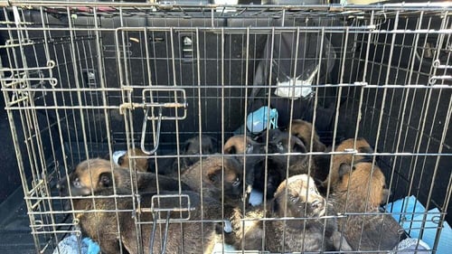 LODI LITTER MALE #4 - LOCATED IN CA (RED COLLAR) - Belgian Shepherd Malinois available for adoption