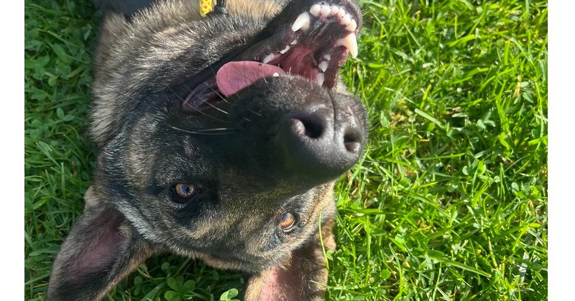 AVA- LOCATED IN CA - Belgian Shepherd Malinois available for adoption