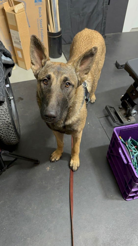 AVA- LOCATED IN CA - Belgian Shepherd Malinois available for adoption