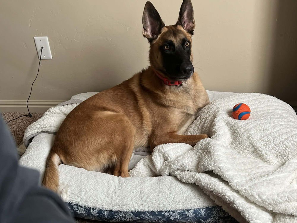 DARKO LOCATED IN AZ - Belgian Shepherd Malinois available for adoption