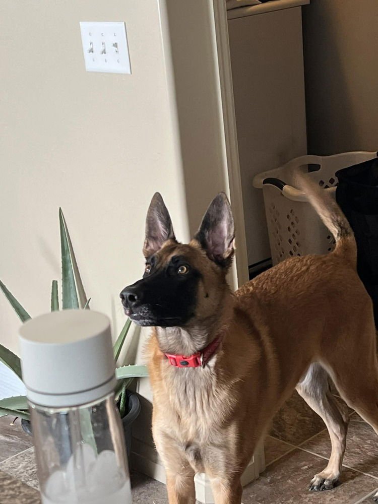 DARKO LOCATED IN AZ - Belgian Shepherd Malinois available for adoption