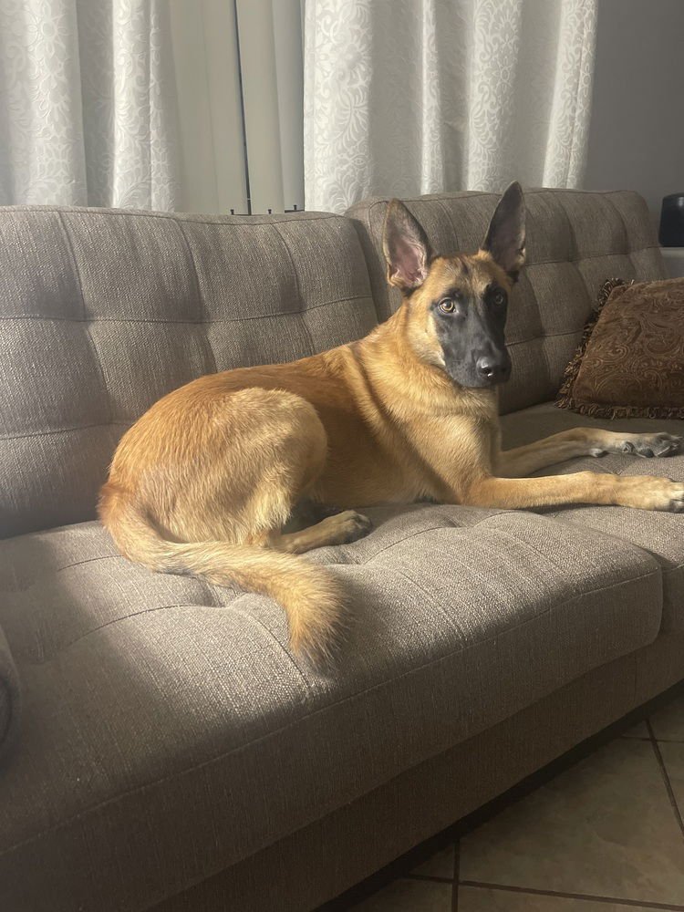 Darko located in AZ - Photo 3