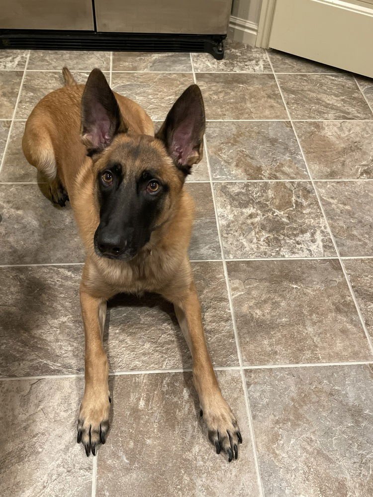 Darko located in AZ - Photo 4