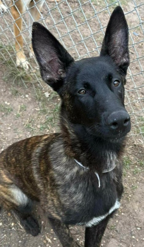 VOS- LOCATED IN TX - Dutch Shepherd available for adoption