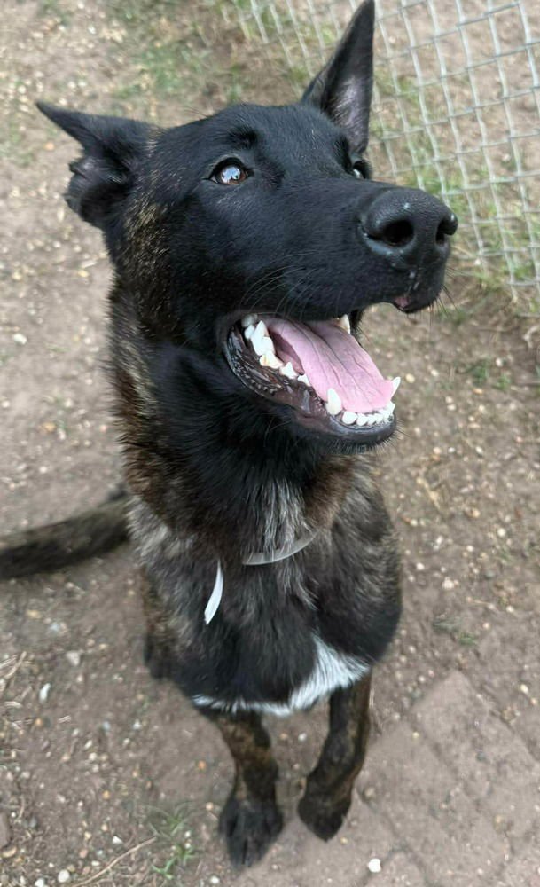 VOS- LOCATED IN TX - Dutch Shepherd available for adoption