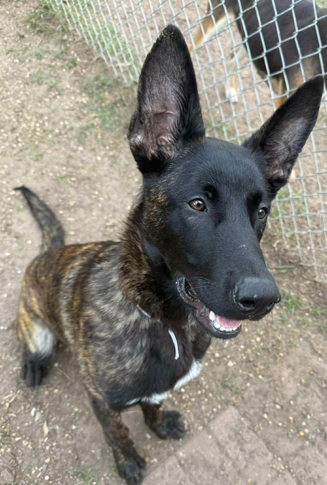 Vos- located in TX - Photo 3