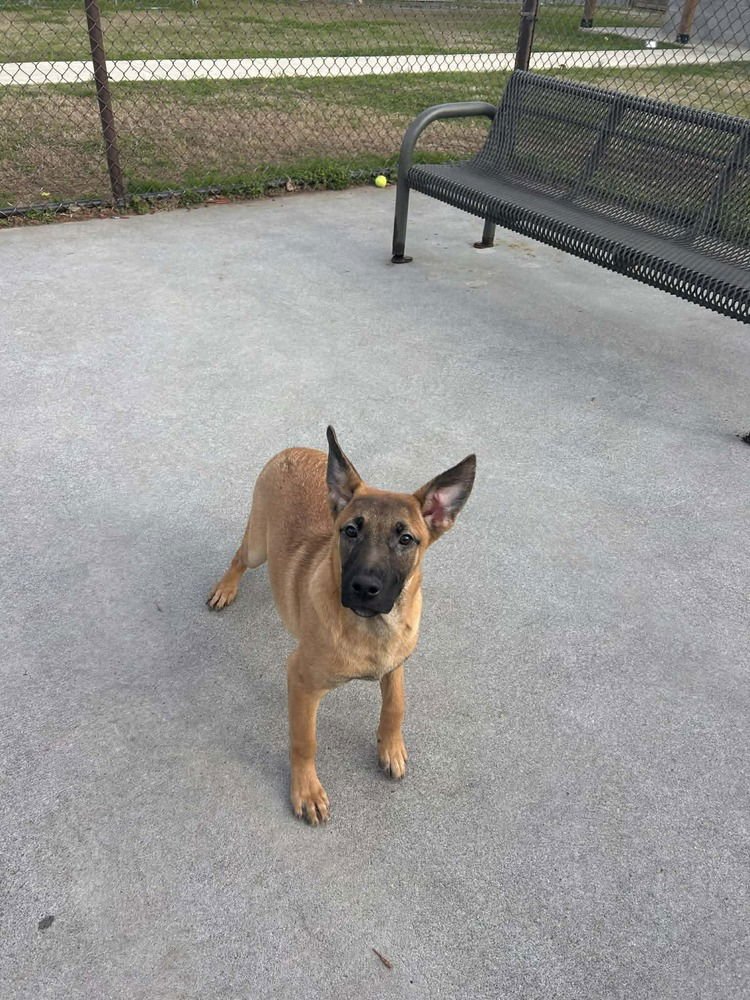 GUNSLINGER - JESSE JAMES - LOCATED IN IL - Belgian Shepherd Malinois / German Shepherd Dog available for adoption