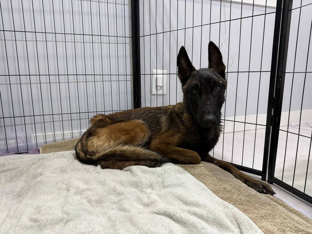GAMBIT- LOCATED IN OKLAHOMA - Belgian Shepherd Malinois available for adoption