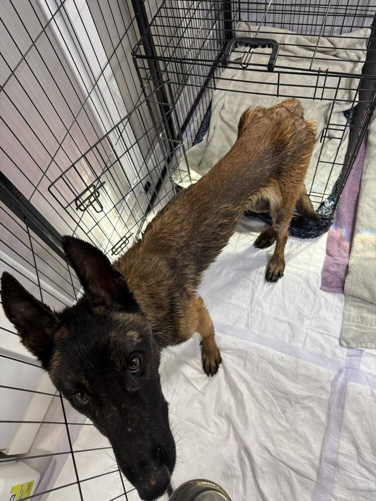 GAMBIT- LOCATED IN OKLAHOMA - Belgian Shepherd Malinois available for adoption
