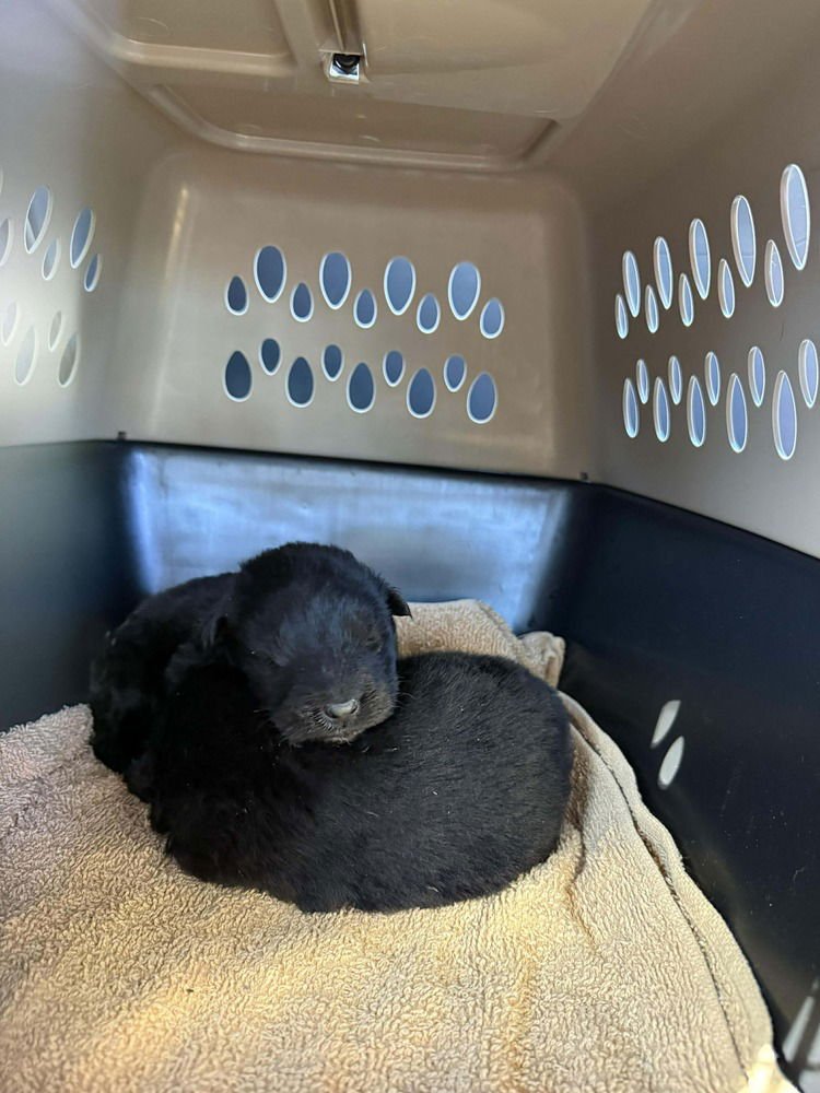 WILD THINGS MOOSE -LOCATED IN WASHINGTON - Dutch Shepherd / Belgian Shepherd Malinois available for adoption