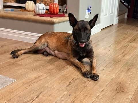 COTA - LOCATED IN CA - Belgian Shepherd Malinois available for adoption