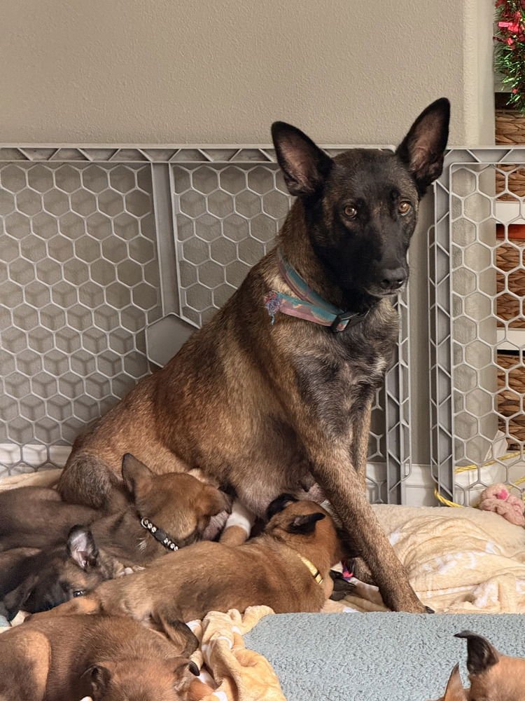 COTA - LOCATED IN CA - Belgian Shepherd Malinois available for adoption