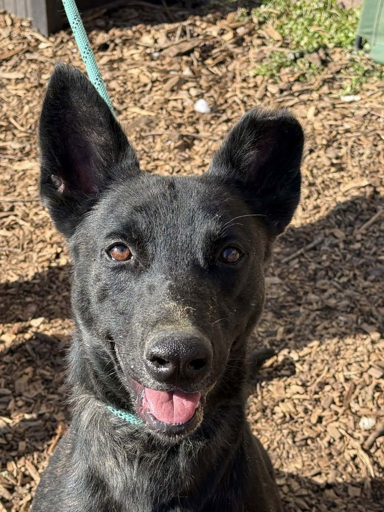 INKY - LOCATED IN VA - Dutch Shepherd available for adoption