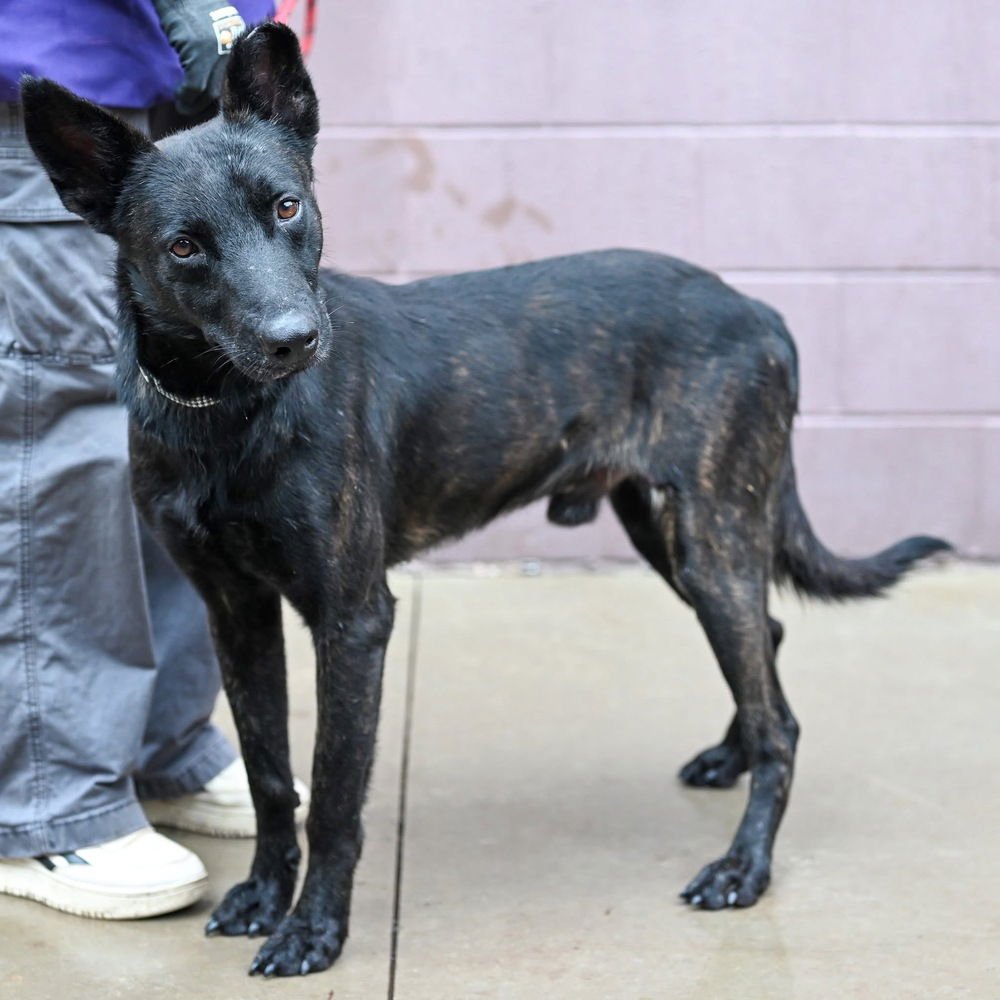 INKY - LOCATED IN VA - Dutch Shepherd available for adoption