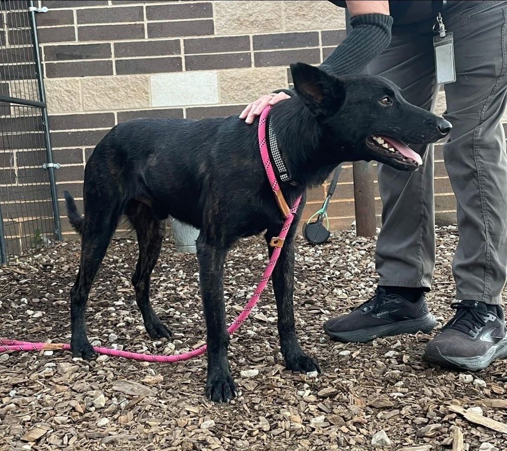 Inky - located in VA - Photo 3