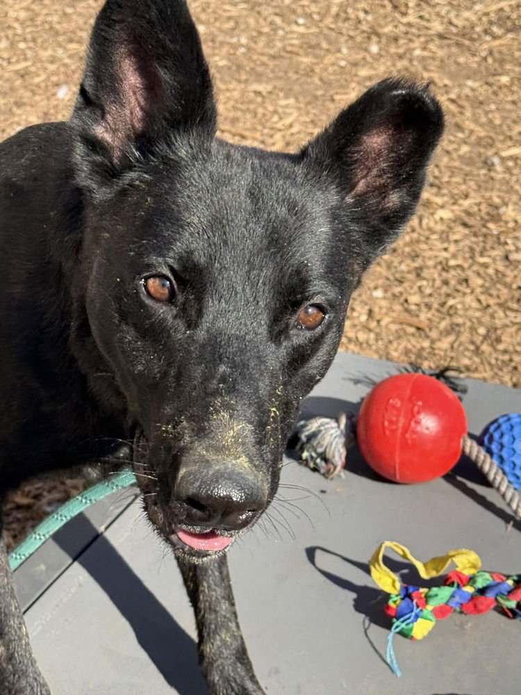 Inky - located in VA - Photo 4