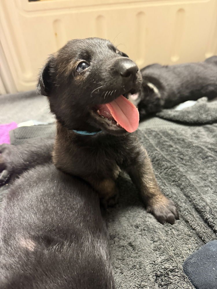 LAKELAND LOOKERS - SKYE - LOCATED IN FL - Belgian Shepherd Malinois available for adoption