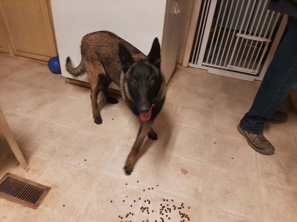 CINNAMON TWIST- LOCATED IN COLORADO - Belgian Shepherd Malinois available for adoption
