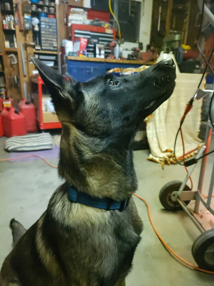 BOSQUE RIVER PUPS IN NM - Dutch Shepherd / Belgian Shepherd Malinois available for adoption
