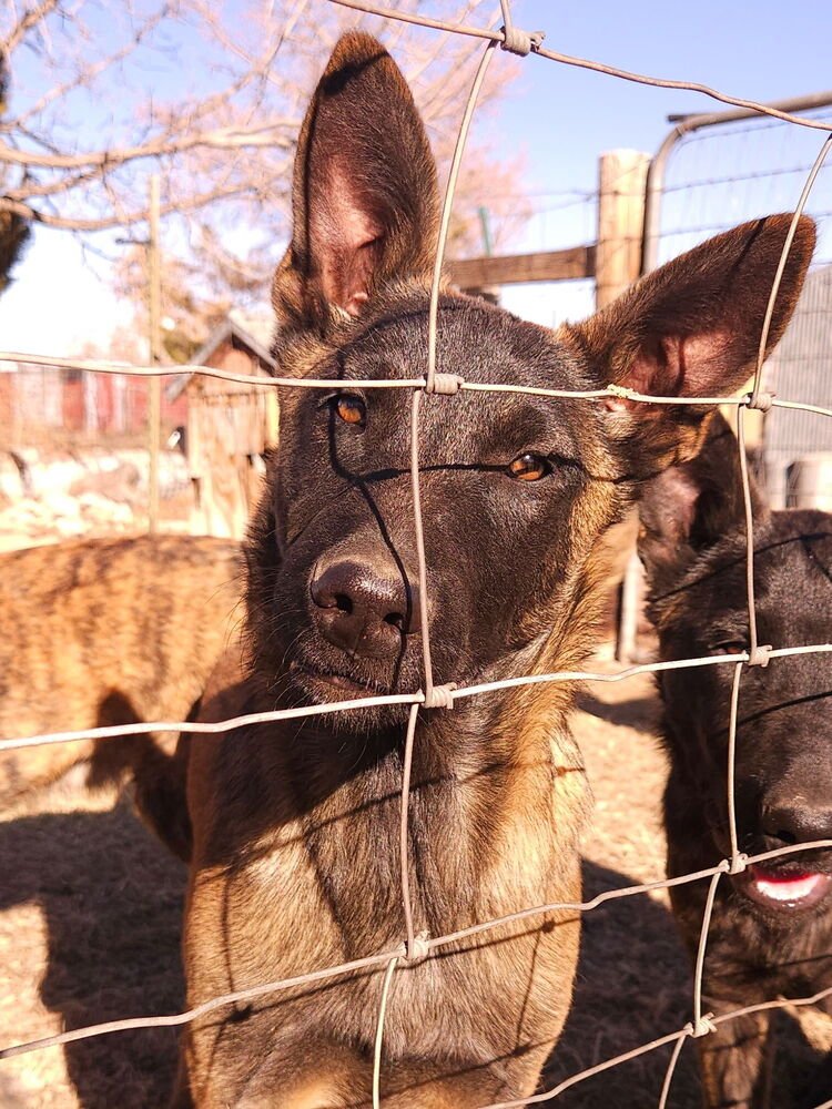 BOSQUE RIVER PUPS IN NM - Dutch Shepherd / Belgian Shepherd Malinois available for adoption