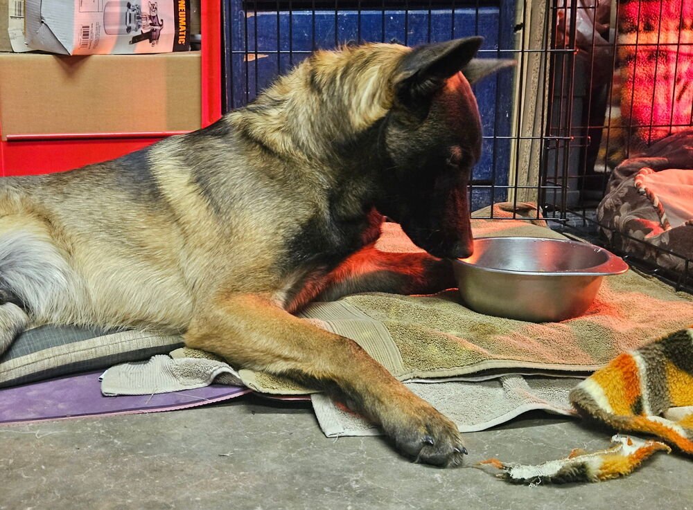 Bosque River Pups in NM - Photo 3